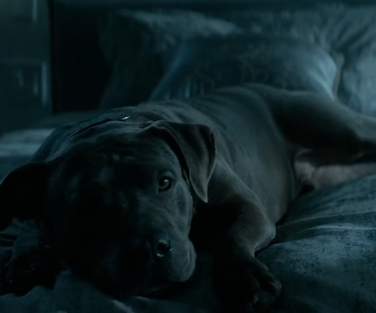 Unnamed Dog The John Wicki Fandom