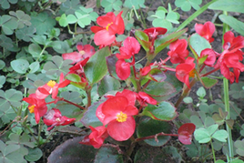Begonia