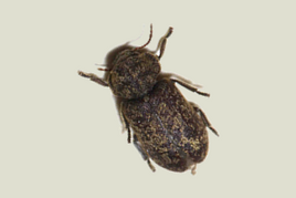 Deathwatch beetle