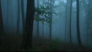 Stock-footage-foggy-forest-with-rain-drops-sound