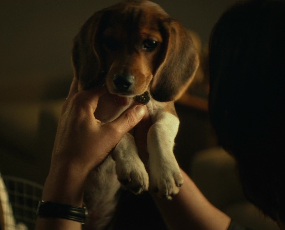 7 curiosidades sobre os cachorros de John Wick - mas atenção: é fofura  demais