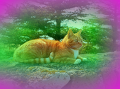 Ginger.starclan