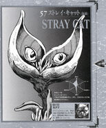 Stray Cat
