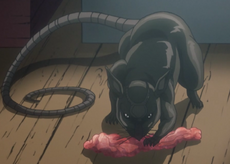 Rat AV.png