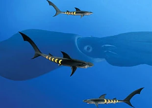 Sharkopaths and rainbow squid.jpg (11 KB) The Sharkopaths surround a Rainbow squid. The squid's only defense is camouflage.