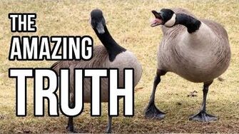 Geese