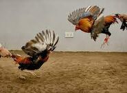The Pecking Order