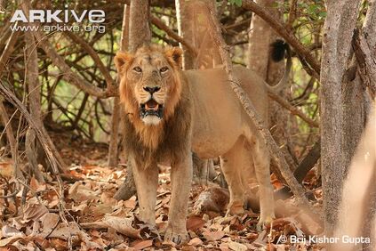 Male-Asiatic-lion-1-