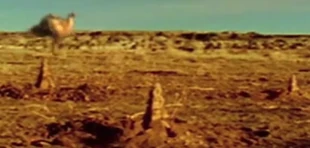 Screenshot 2019-05-14 at 6.22.12 PM.png (206 KB) Desert hoppers (200 Million AD). They spend the heat of the day, buried under the cool soil.