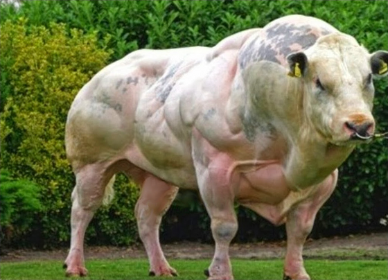Bigbull