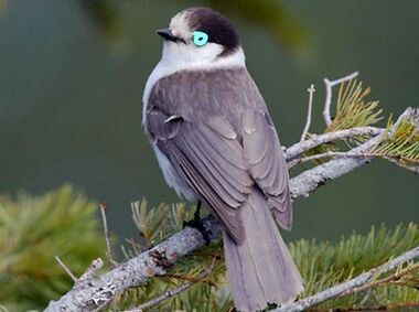 Gray jay is sans