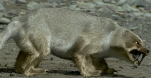 Snarling snowstalker.png (1.07 MB) Snowstalkers hunt is what was once France. In 5 Million years, France will become a frozen wasteland.