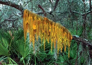 2a72e50c1c118604f27eec5bd58c6024.jpg (33 KB) The Slithersucker (200 Million AD).