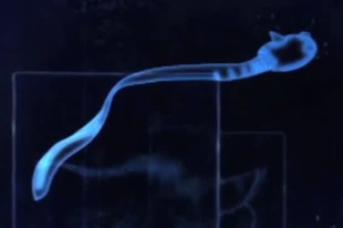 The Scavenger Silverswimmer.