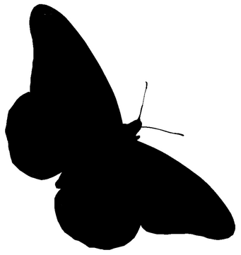 Monarch-butterfly