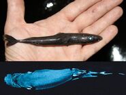 Pygmy Shark.
