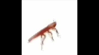 Dancing_roach_1_hour