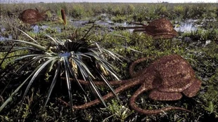 Swampus-Group.jpg (103 KB) A family of swampuses gathers around a lily plant. The females lay their eggs and nurse their young in the vase-like basin of the plant.