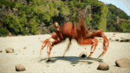 Crabs celebrating justins death.