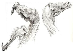 The head of a Daggerwrist.