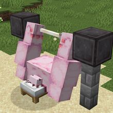 Buff Axolotl Minecraft Joke Battles Wikia Fandom Buff Axolotl Minecraft Joke Battles Wikia Fandom