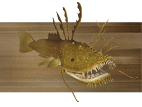 Lurkfish-100 AD.png (93 KB) Lurkfish (100 Million AD).