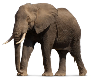 African-Elephant-PNG-File-1-