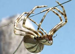 Silver-Spider.png (86 KB) A female Silver Spider scuffles across the web. Her metallic coloring reflects the light, dazzling larger predators, while the green stripes on her body mimic a grass tree seed.
