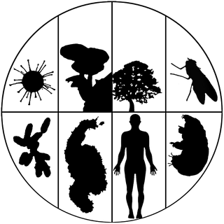CompositeOrganism2