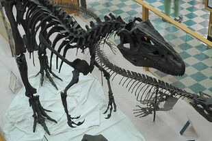 The skeleton of Big Al. In 1991 "Big Al" was discovered, and was 95% complete.