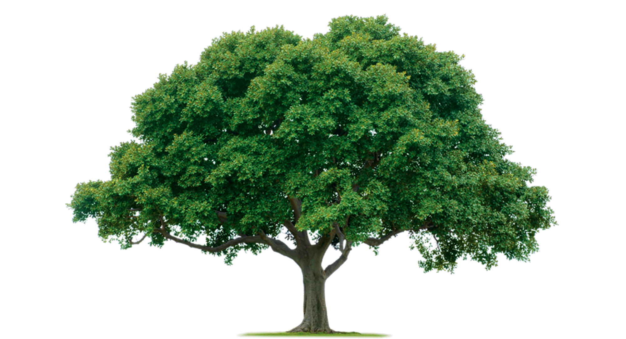 Composite Tree Mildly Wanked Joke Battles Wikia Fandom Composite Tree Mildly Wanked Joke Battles Wikia Fandom