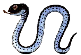 Apep
