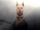 Scooby Doo (Avocado Animations)