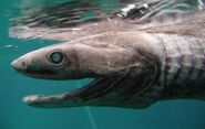 Frilled Shark.