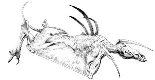 The Daggerwrist is the only gliding predator known to date.
