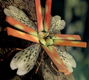 A unit of four spitfire beetles mimic the flower of the spitfire tree to attract unwary spitfire birds.
