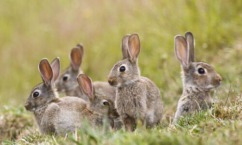 A group of nature's supersonic horndogs