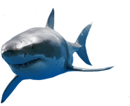Great White Shark.