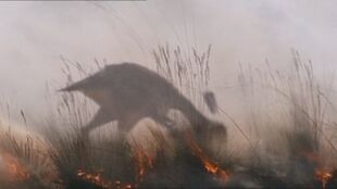 Fires are common in the Amazon Grasslands, as such the Carakiller will take the opportunity to scavenge anything.