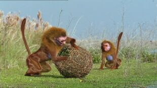 Babookaris are dexterous enough to weave fish traps from the long grasses. They place the traps in the rivers which wind across the savannah during the wet season.