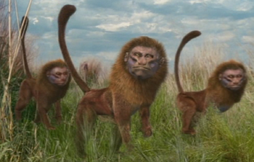 Babookaris