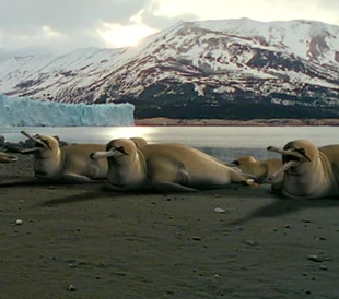 A group of Gannetwhales, they are the descendants of gannets.