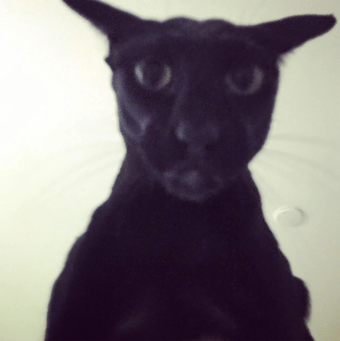 Larry | Joke Battles Wikia | Fandom