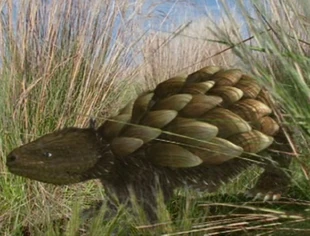 Grassland-Rattleback.jpg (207 KB) The South American or Grassland Rattleback (5 Million AD).