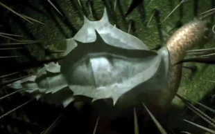 A Desert hopper is trapped by the Deathbottle. Its spines are poisonous.