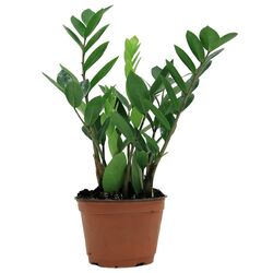 Costa-farms-house-plants-6zz-64 1000