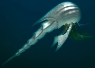 The Common Silverswimmer. It is the most common animal in the Global Ocean. They can reach the size of fish.