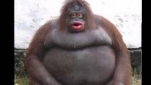 Le monke