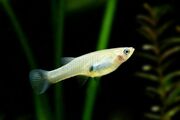 Mosquito-fish.jpg.838x0 q80
