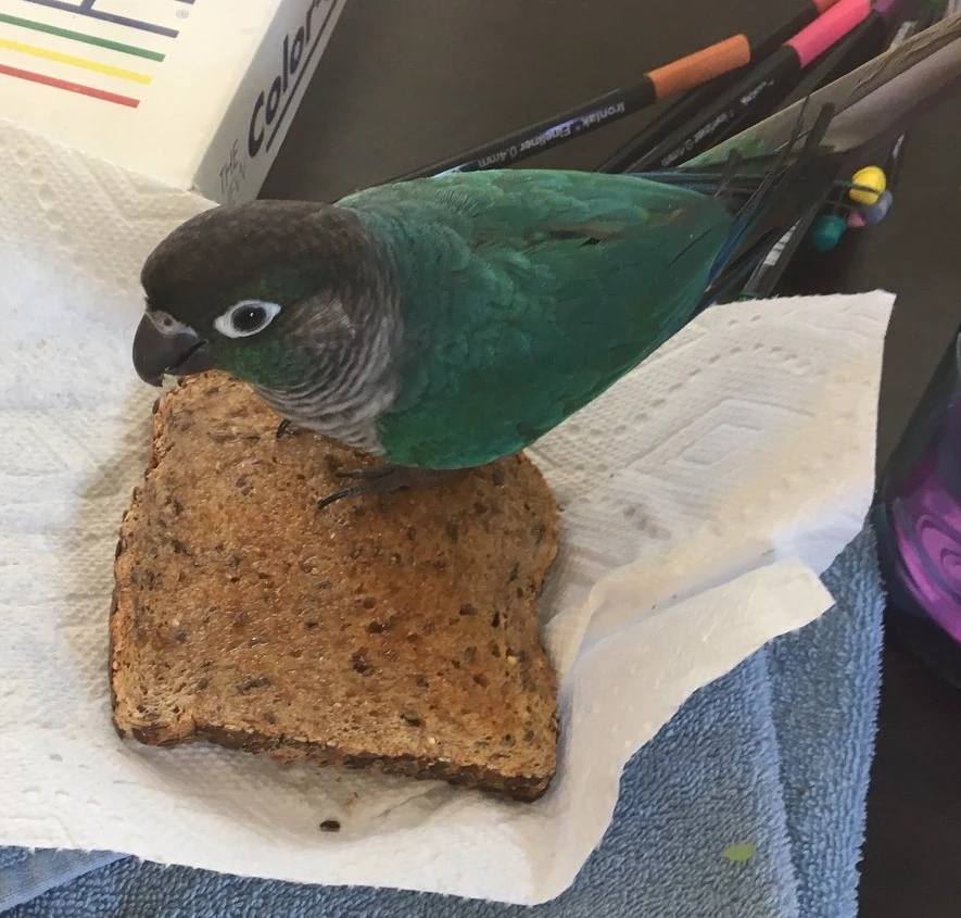 Jaiden Animations Ari Breed